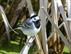 Västäräkki (Motacilla alba) Valokuva 115546