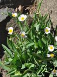 Ranunculus amplexicaulis kuva