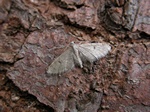 Mäntypikkumittari (Eupithecia indigata) kuva