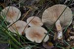 Viitapalsamirousku (Lactarius glyciosmus) kuva